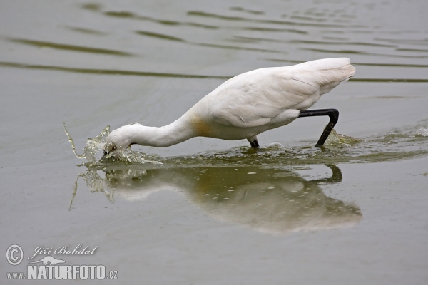 Löffler (Platalea leucorodia)