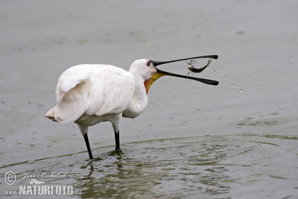 Löffler (Platalea leucorodia)