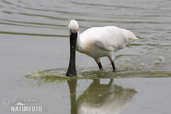 Löffler (Platalea leucorodia)