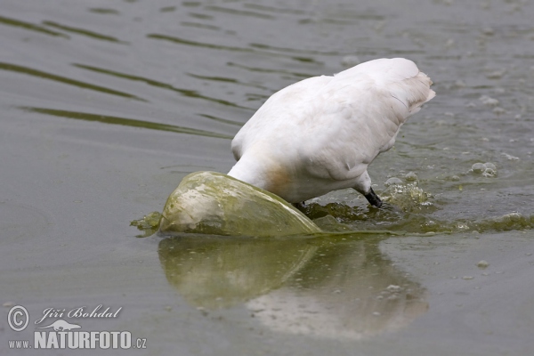 Löffler (Platalea leucorodia)