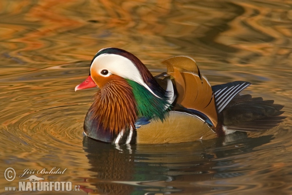 Mandarinente (Aix galericulata)