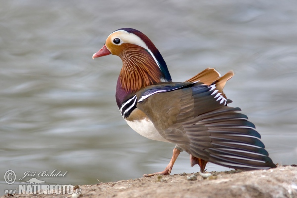 Mandarinente (Aix galericulata)