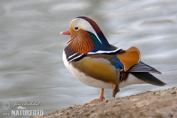 Mandarinente (Aix galericulata)