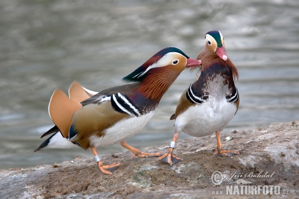 Mandarinente (Aix galericulata)