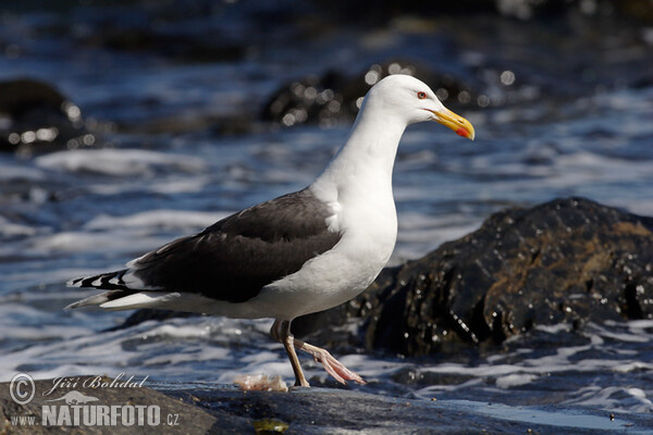 Mantelmöwe (Larus marinus)