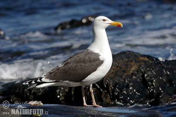 Mantelmöwe (Larus marinus)