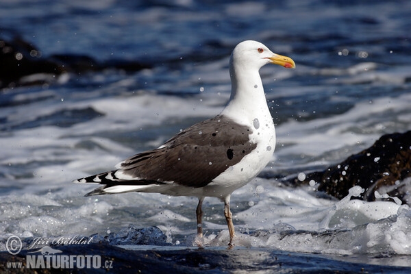 Mantelmöwe (Larus marinus)