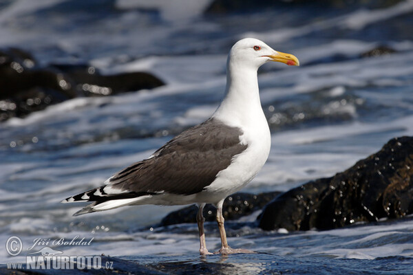 Mantelmöwe (Larus marinus)