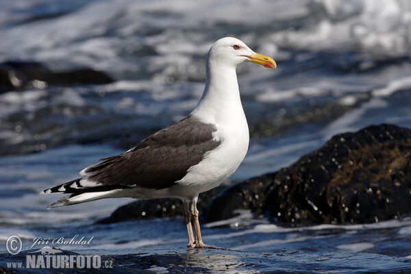 Mantelmöwe (Larus marinus)