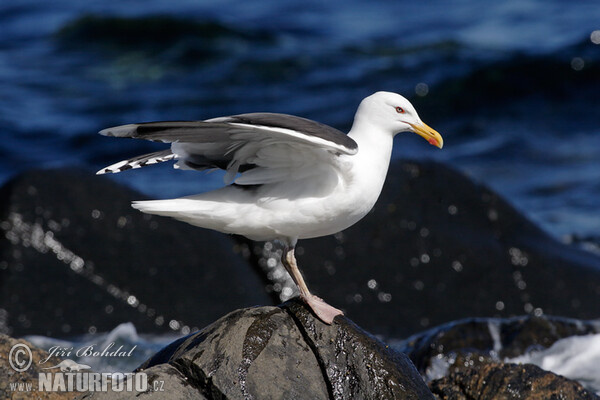 Mantelmöwe (Larus marinus)