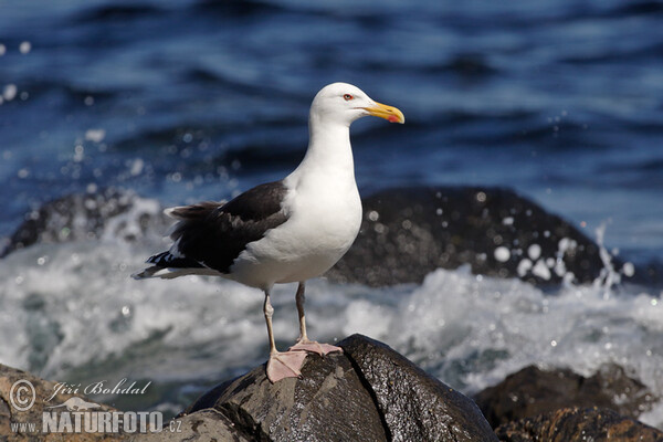 Mantelmöwe (Larus marinus)