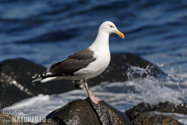 Mantelmöwe (Larus marinus)