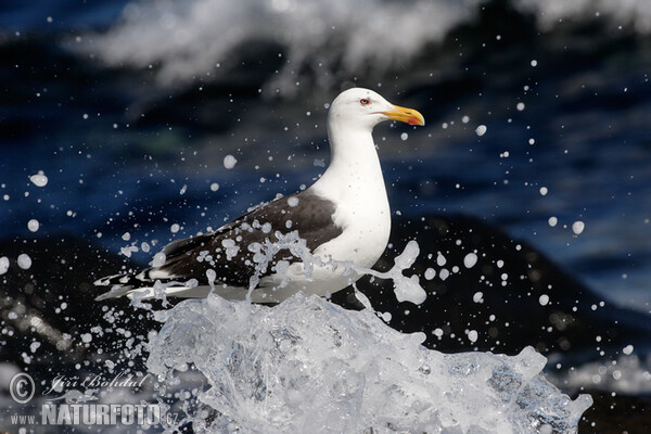 Mantelmöwe (Larus marinus)