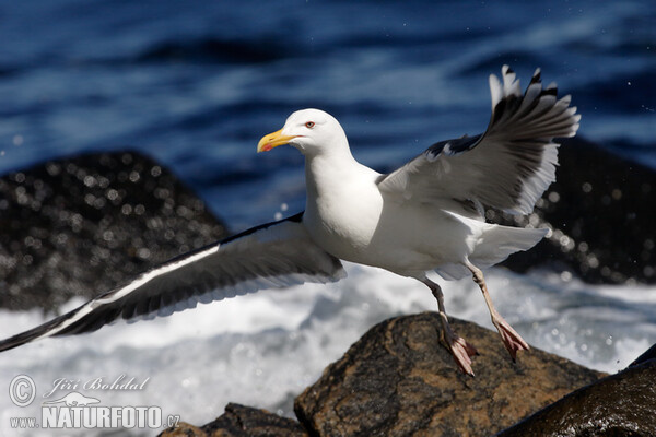 Mantelmöwe (Larus marinus)