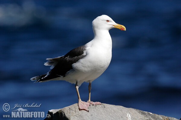 Mantelmöwe (Larus marinus)