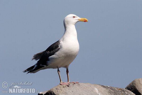 Mantelmöwe (Larus marinus)