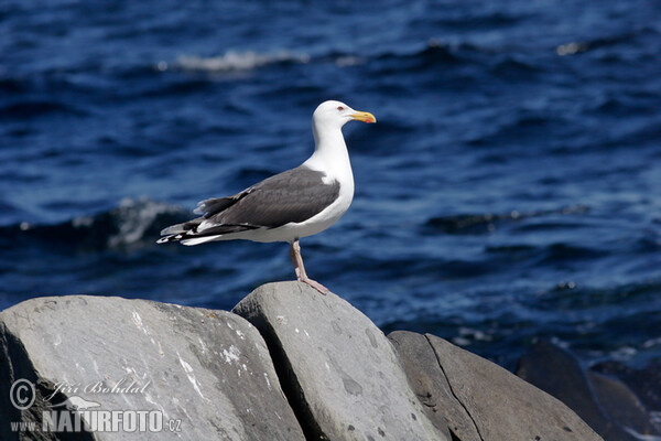 Mantelmöwe (Larus marinus)