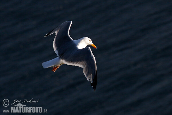 Mantelmöwe (Larus marinus)