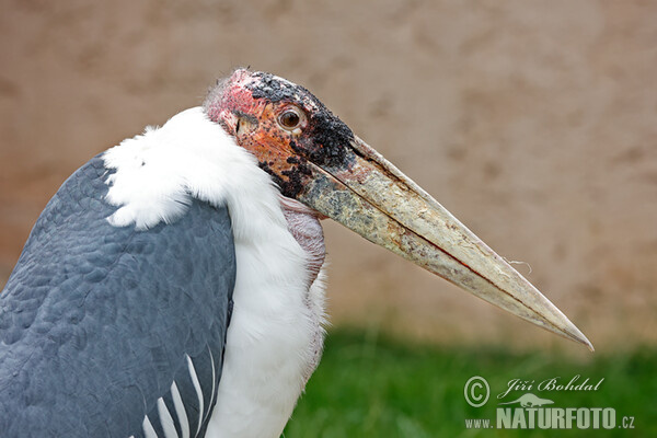 Marabu (Leptoptilos crumeniferus)