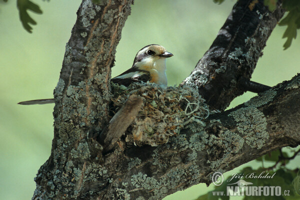 Maskenwürger (Lanius nubicus)