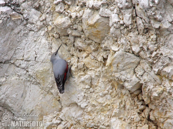 Mauerläufer (Tichodroma muraria)