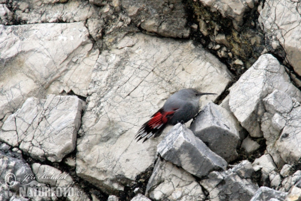 Mauerläufer (Tichodroma muraria)