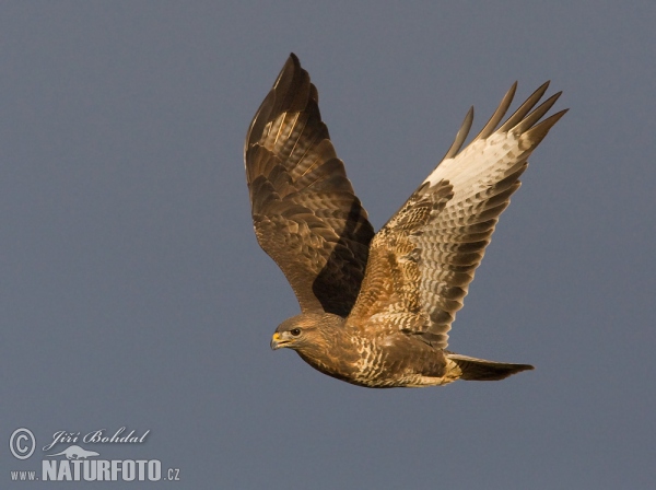 Mäusebussard (Buteo buteo)