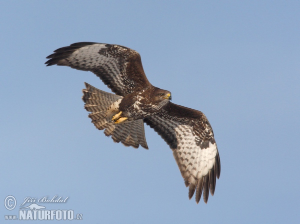 Mäusebussard (Buteo buteo)