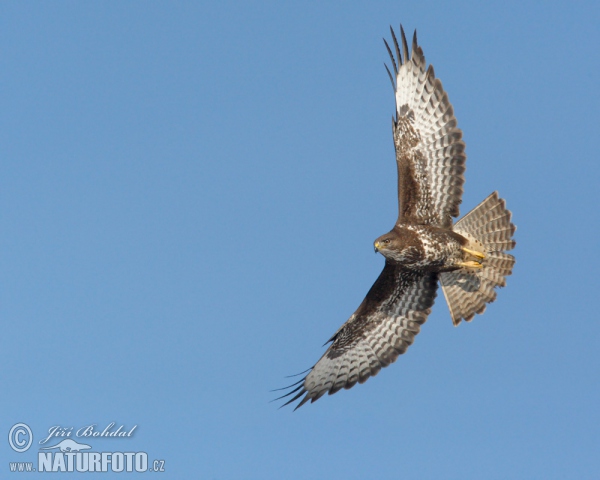 Mäusebussard (Buteo buteo)