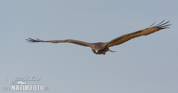 Mäusebussard (Buteo buteo)