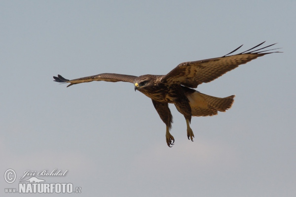 Mäusebussard (Buteo buteo)