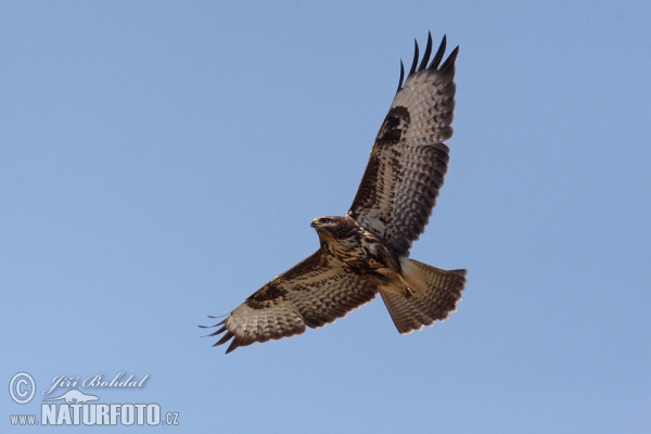 Mäusebussard (Buteo buteo)