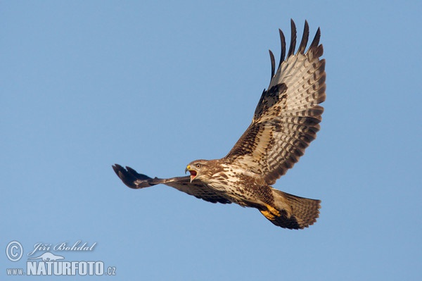 Mäusebussard (Buteo buteo)