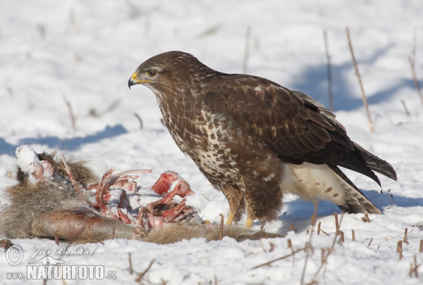 Mäusebussard (Buteo buteo)