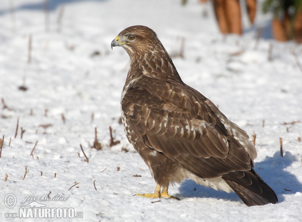 Mäusebussard (Buteo buteo)