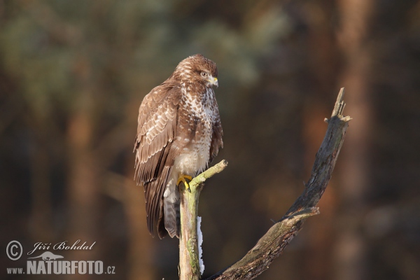 Mäusebussard (Buteo buteo)