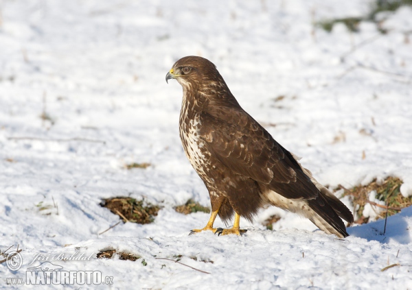 Mäusebussard (Buteo buteo)