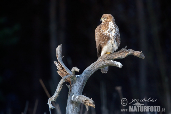 Mäusebussard (Buteo buteo)