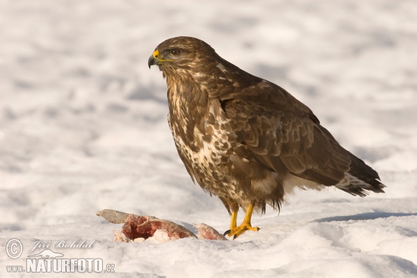 Mäusebussard (Buteo buteo)