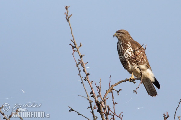 Mäusebussard (Buteo buteo)