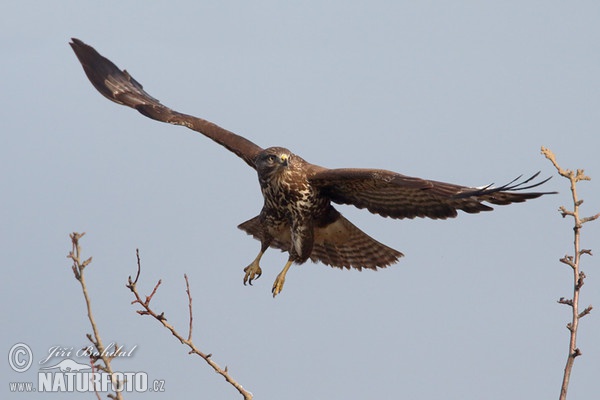 Mäusebussard (Buteo buteo)