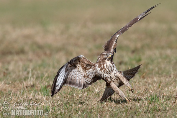 Mäusebussard (Buteo buteo)