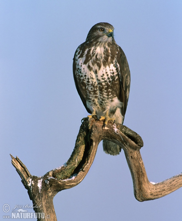 Mäusebussard (Buteo buteo)