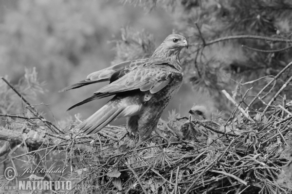 Mäusebussard (Buteo buteo)