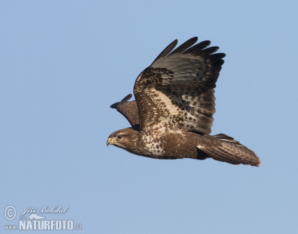 Mäusebussard (Buteo buteo)