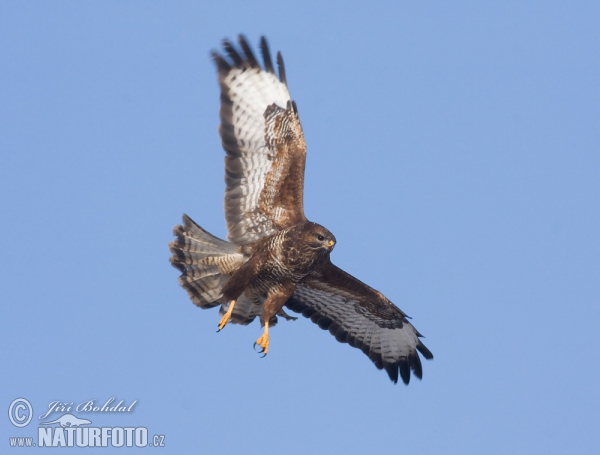 Mäusebussard (Buteo buteo)