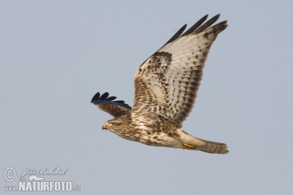 Mäusebussard (Buteo buteo)