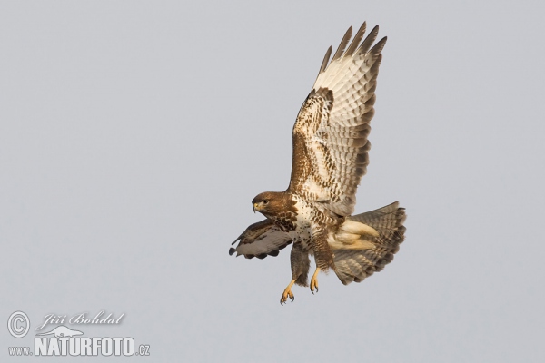 Mäusebussard (Buteo buteo)