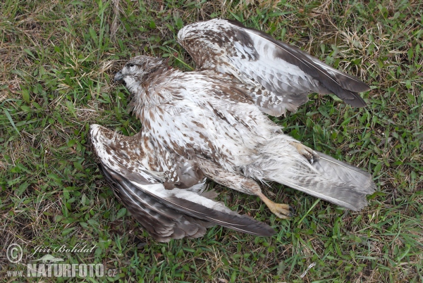 Mäusebussard - Kadaver (Buteo buteo)