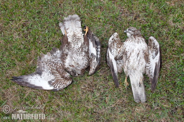 Mäusebussard - Kadavern (Buteo buteo)